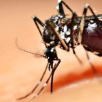 O mosquito-tigre no jardim: como eliminá-lo?