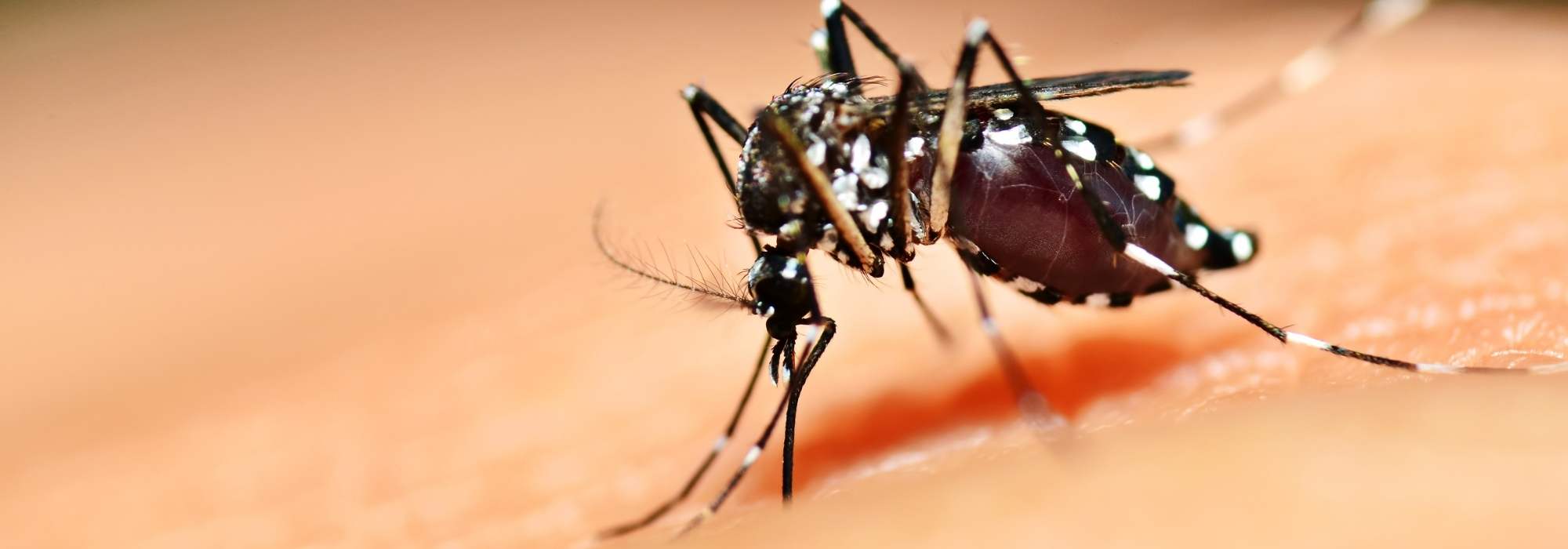 O mosquito-tigre no jardim: como eliminá-lo?