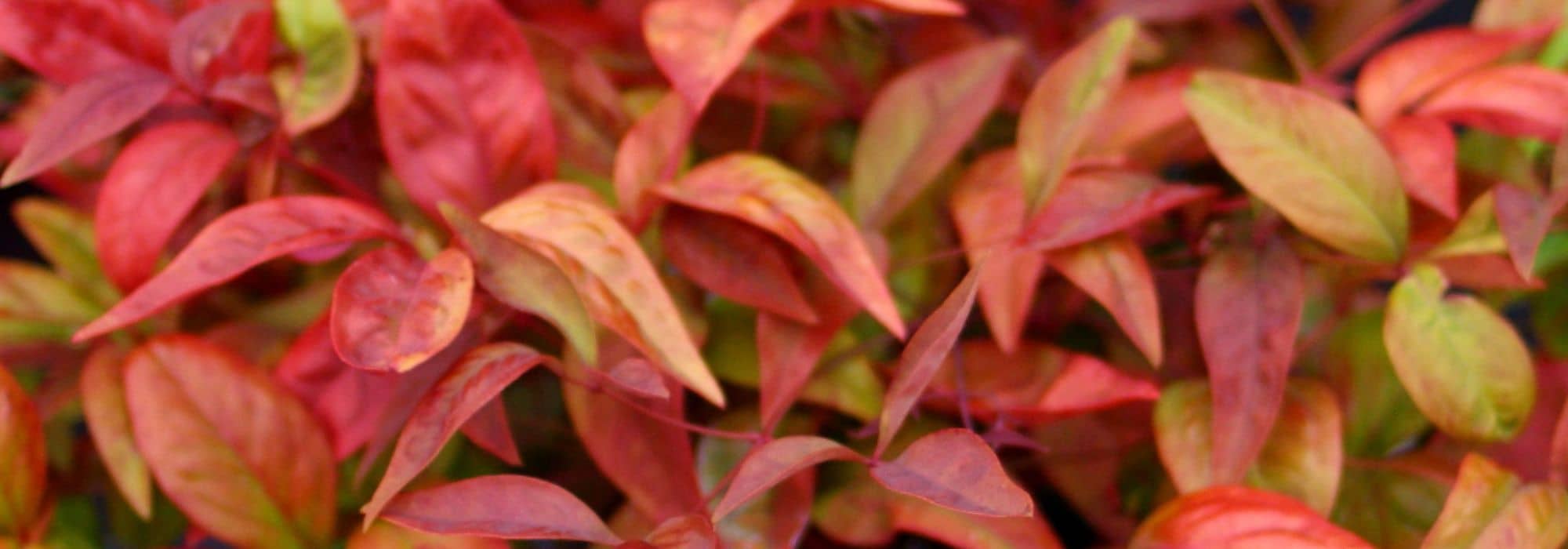 Bambu-sagrado: as Nandina mais bonitas para cultivar em vaso