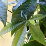 Pachira: plantação, cultivo, cuidados