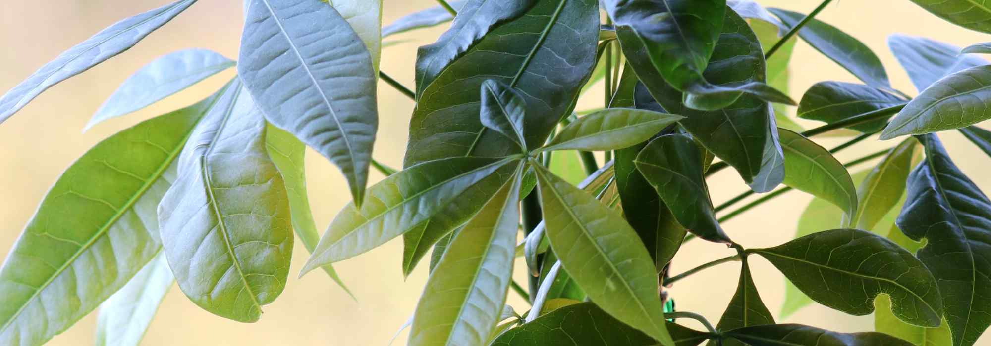 Pachira: plantação, cultivo, cuidados