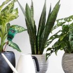 As principais doenças e pragas das plantas de interior