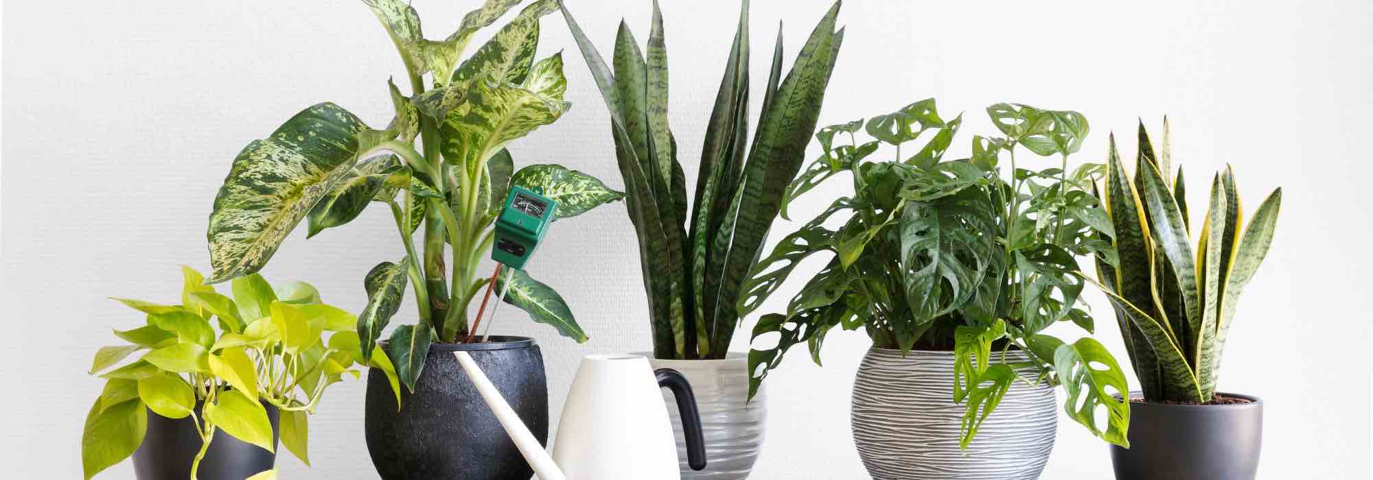 As principais doenças e pragas das plantas de interior