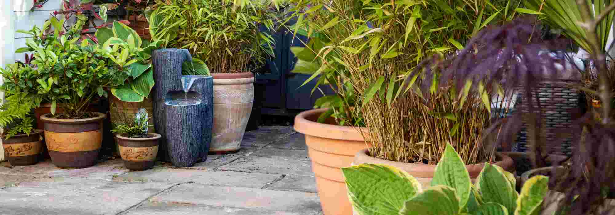 Que plantas escolher para criar um pátio interior?