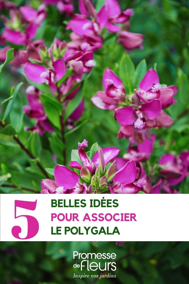 Ideias de combinação para Polygala