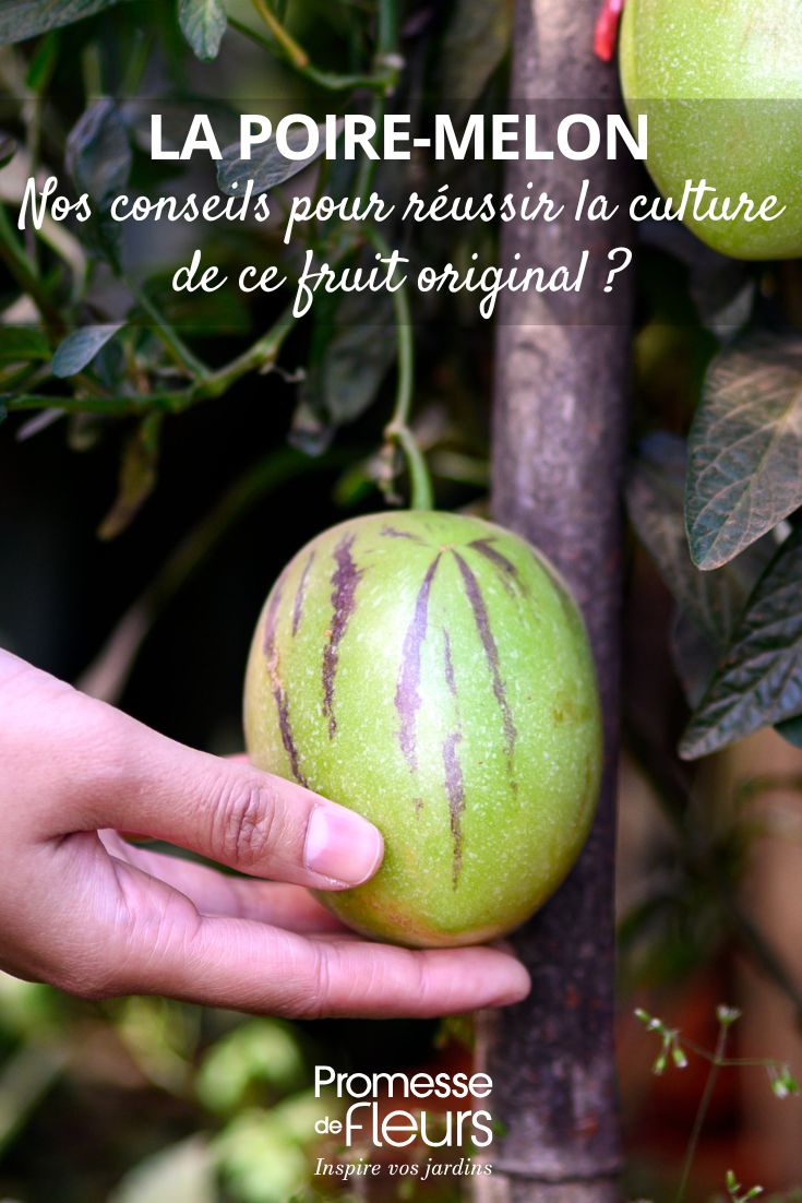 fruto do melão-andino