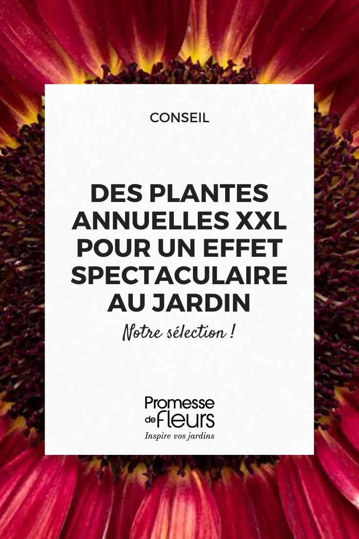 Sementes-de-Girassol-Desire-Red