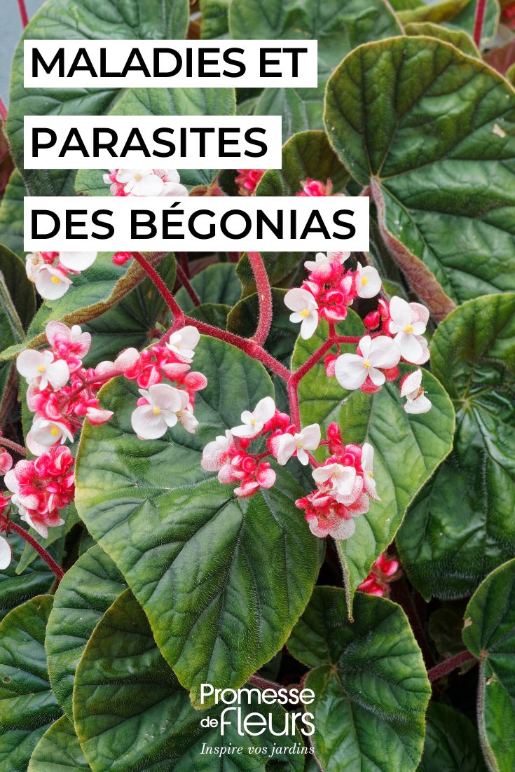 Cuidar das begónias