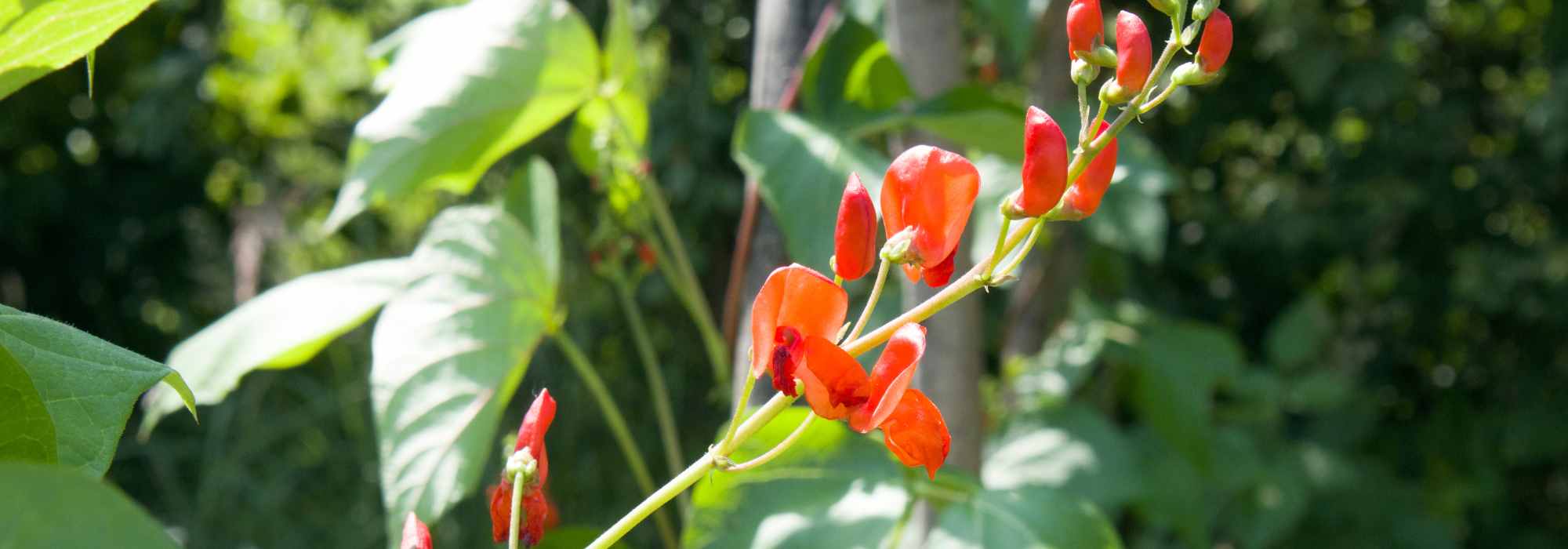 As melhores plantas anuais trepadeiras para embelezar rapidamente o seu jardim