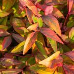 Bambu-sagrado: uma escolha segura entre as plantas de folhagem ornamental