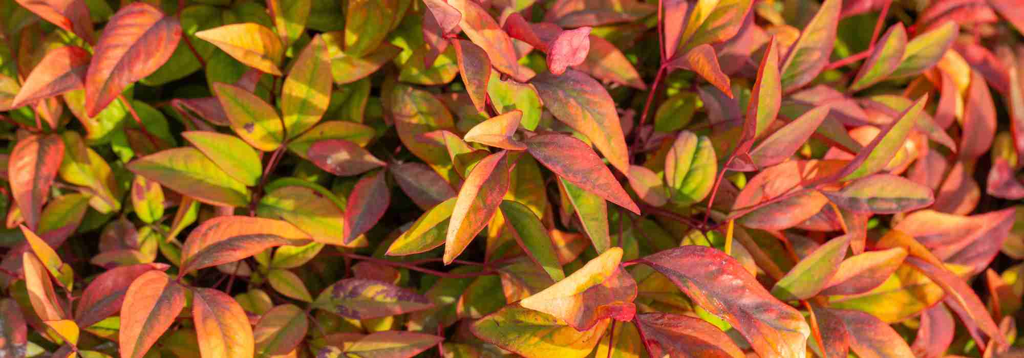 Bambu-sagrado: uma escolha segura entre as plantas de folhagem ornamental