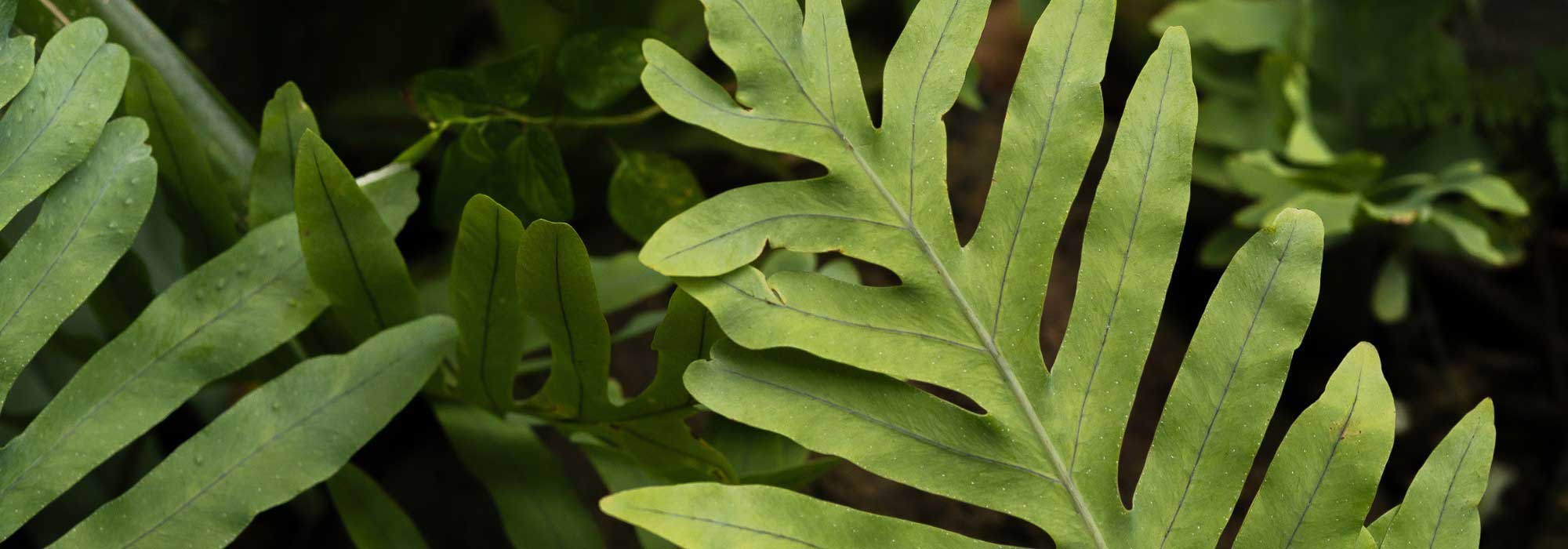 Phlebodium, feto Azul: cultivo e cuidados