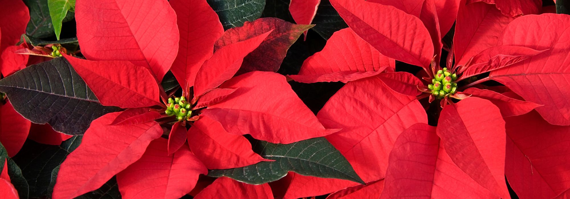 Estrela-de-belém – poinsétia: cultivar e cuidar