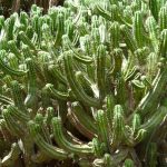Polaskia chichipe: cultivo e cuidados
