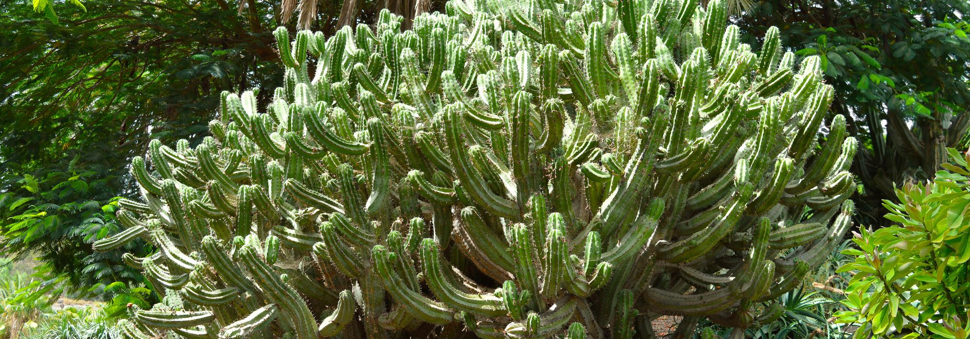 Polaskia chichipe: cultivo e cuidados