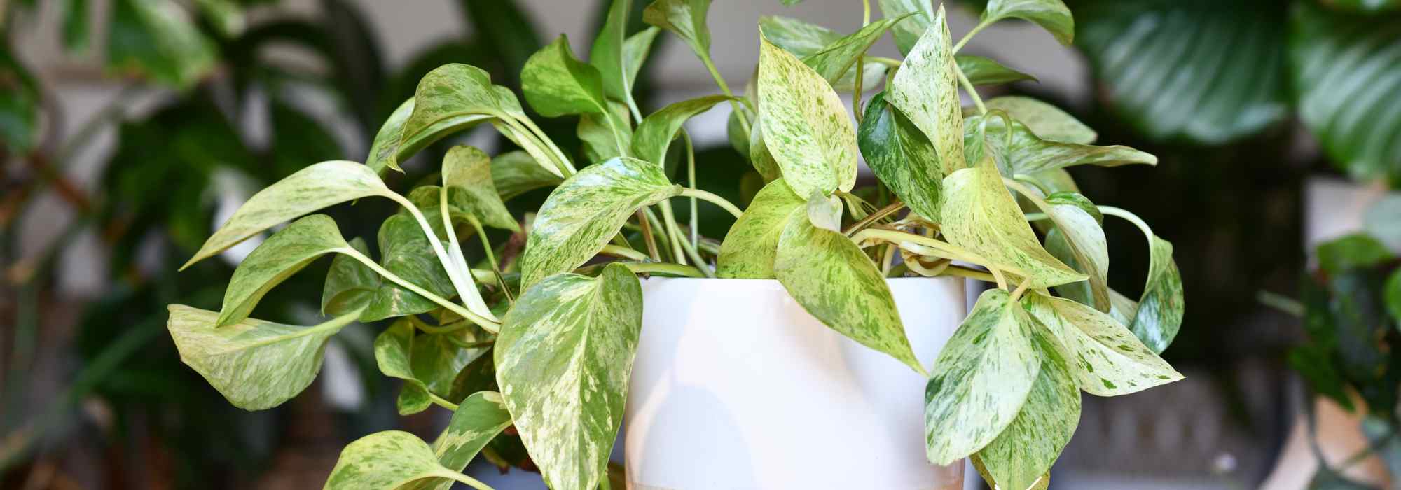 Jibóia: plantar, cultivar e multiplicar por estaca esta planta de interior fácil de cultivar