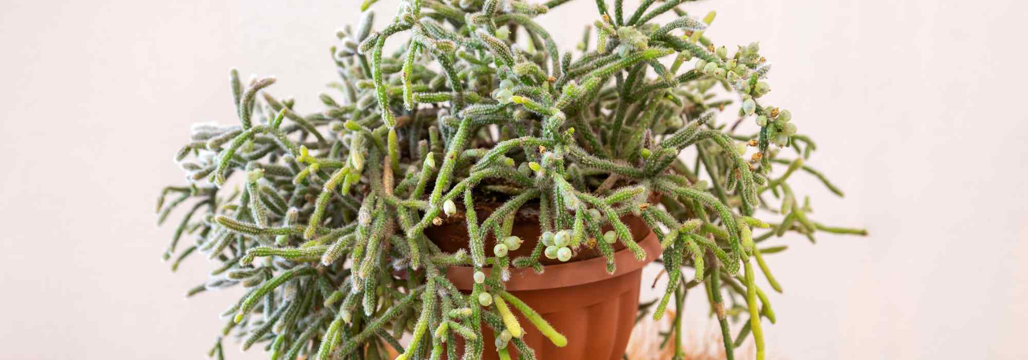Cacto-coral - Cacto-visco: plantação e cuidados a ter com este cacto de interior pendente