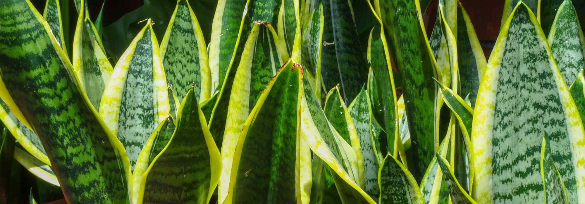 Sansevieria, língua-de-sogra: cultivo e cuidados em interior