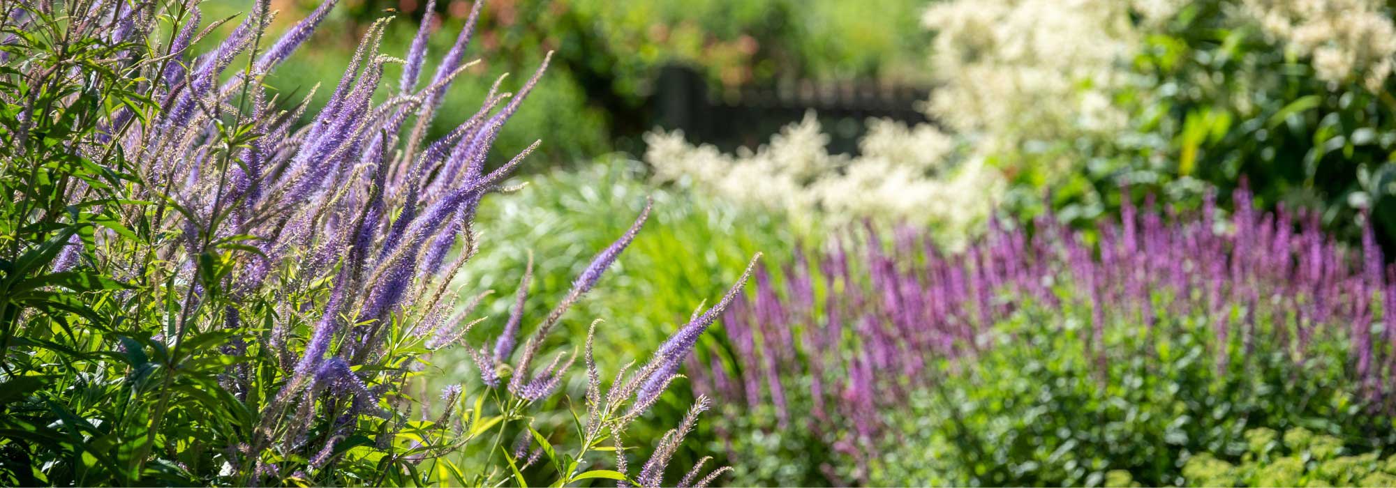 Tendência de jardim 2025: a estética naturalista inspira um estilo campestre e descontraído