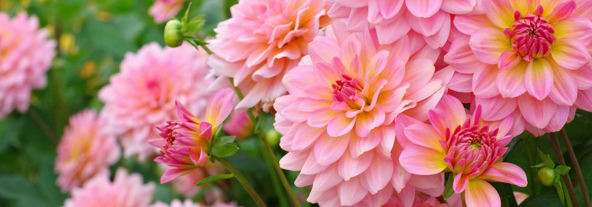 Pinkish Lemon: a nova tendência para o jardim em tons cítricos
