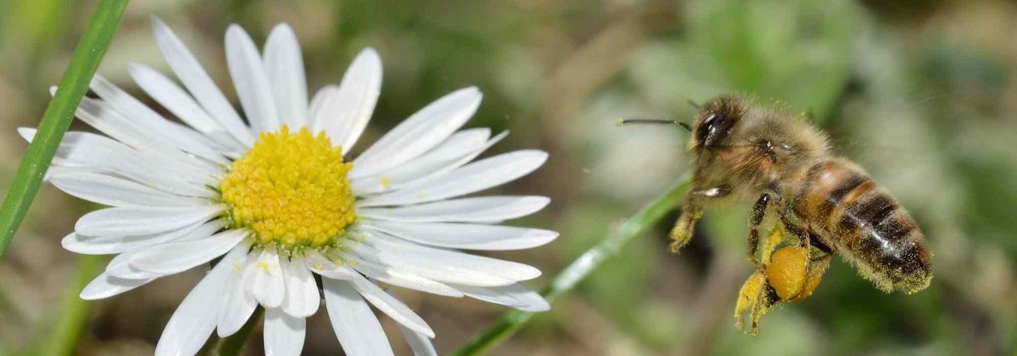 Abelhas silvestres ou domésticas: que espécies se encontram nos nossos jardins?