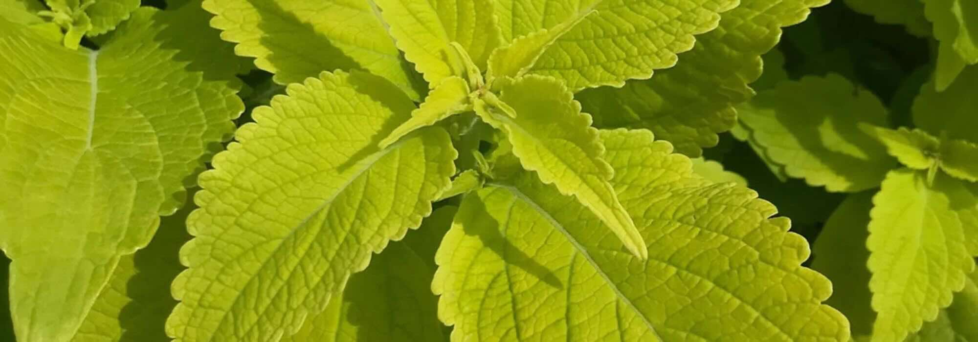 Folhagens douradas: plantas anuais que iluminam o jardim durante toda a estação