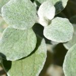 Reflexos prateados no jardim: as mais belas plantas anuais de folhagem cinzenta