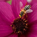 Plantas anuais melíferas: flores para atrair os polinizadores