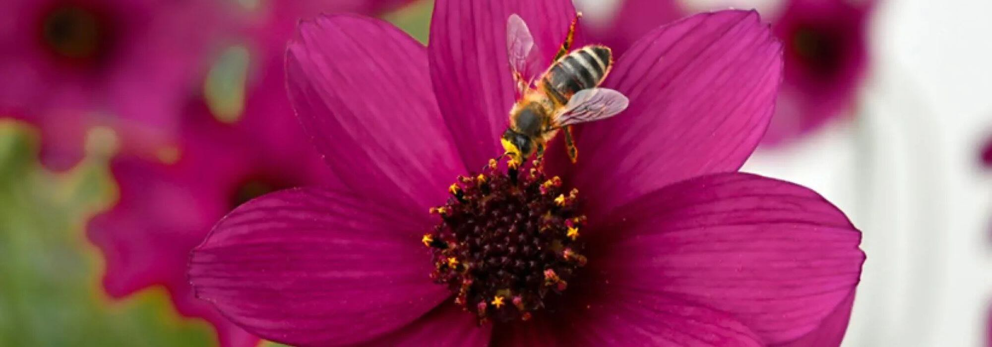 Plantas anuais melíferas: flores para atrair os polinizadores