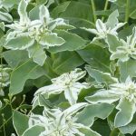 Cores e contrastes: as mais bonitas plantas anuais de folhagem variegada
