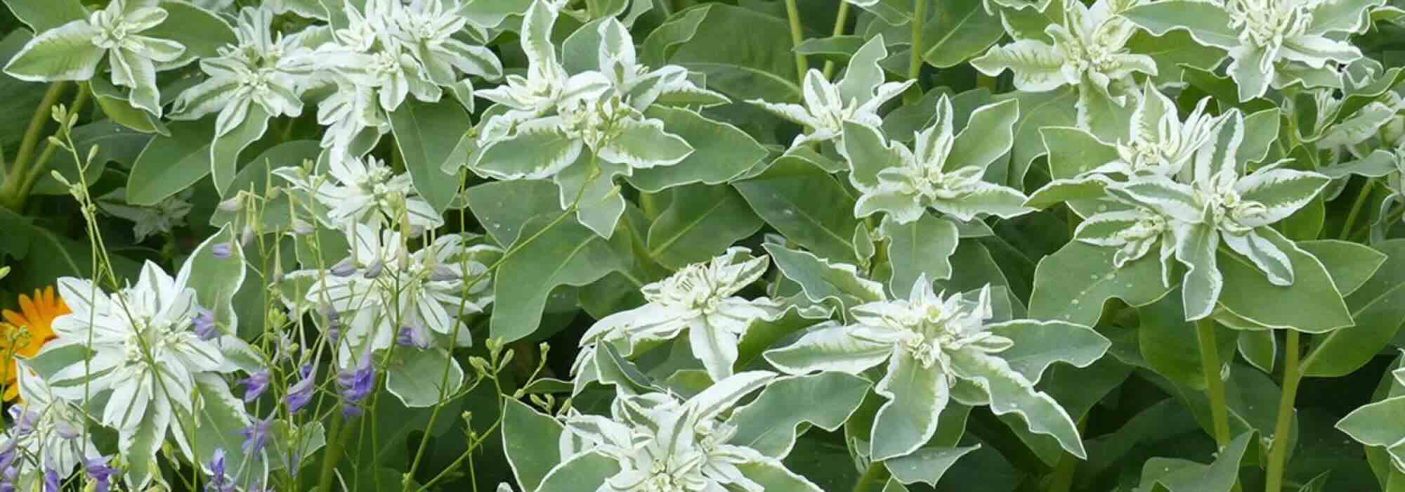 Cores e contrastes: as mais bonitas plantas anuais de folhagem variegada