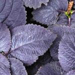 Folhagens púrpura: plantas anuais que eletrizam o jardim