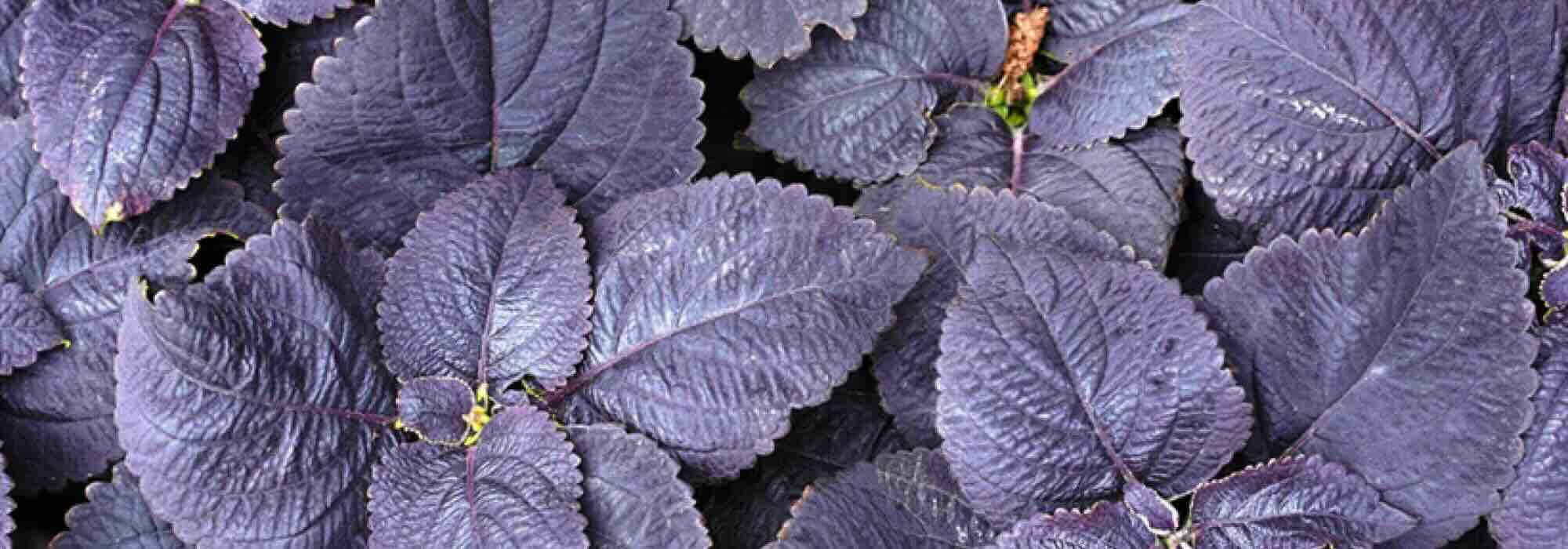 Folhagens púrpura: plantas anuais que eletrizam o jardim