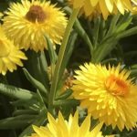 Jardim seco: as plantas anuais mais resistentes à seca