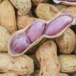 Como cultivar amendoim para colher amendoins?