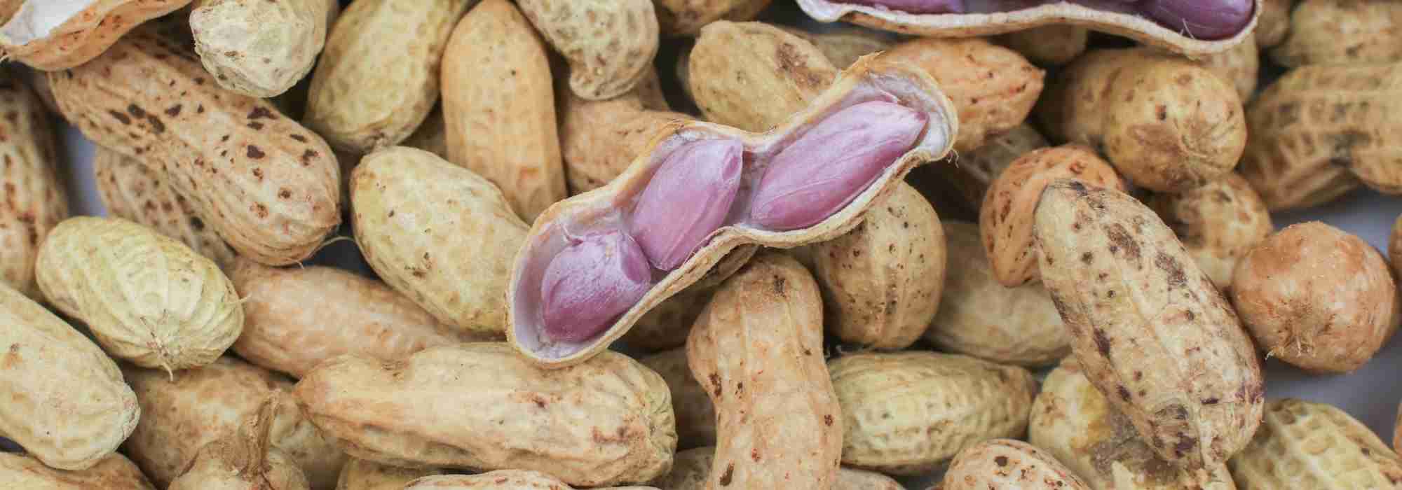 Como cultivar amendoim para colher amendoins?
