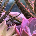 Doenças e pragas dos cactos-estrela de interior: como tratá-las e preveni-las?