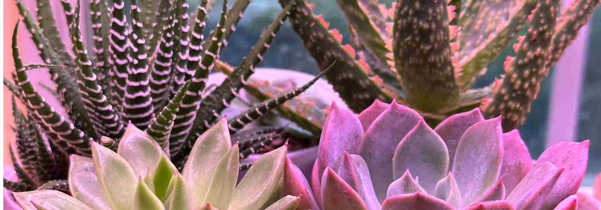 Doenças e pragas dos cactos-estrela de interior: como tratá-las e preveni-las?