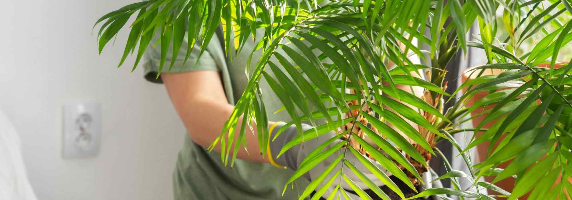 Doenças, pragas, carências: tudo o que pode afetar a sua Chamaedorea