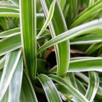 Planta-aranha: pragas, doenças e dicas de cuidados a conhecer
