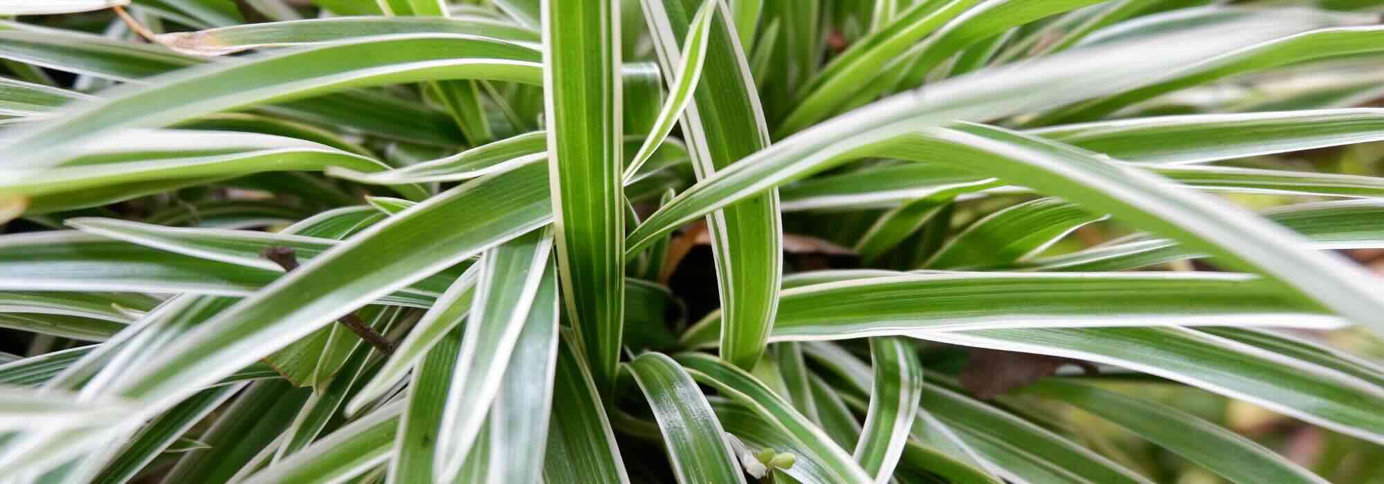 Planta-aranha: pragas, doenças e dicas de cuidados a conhecer