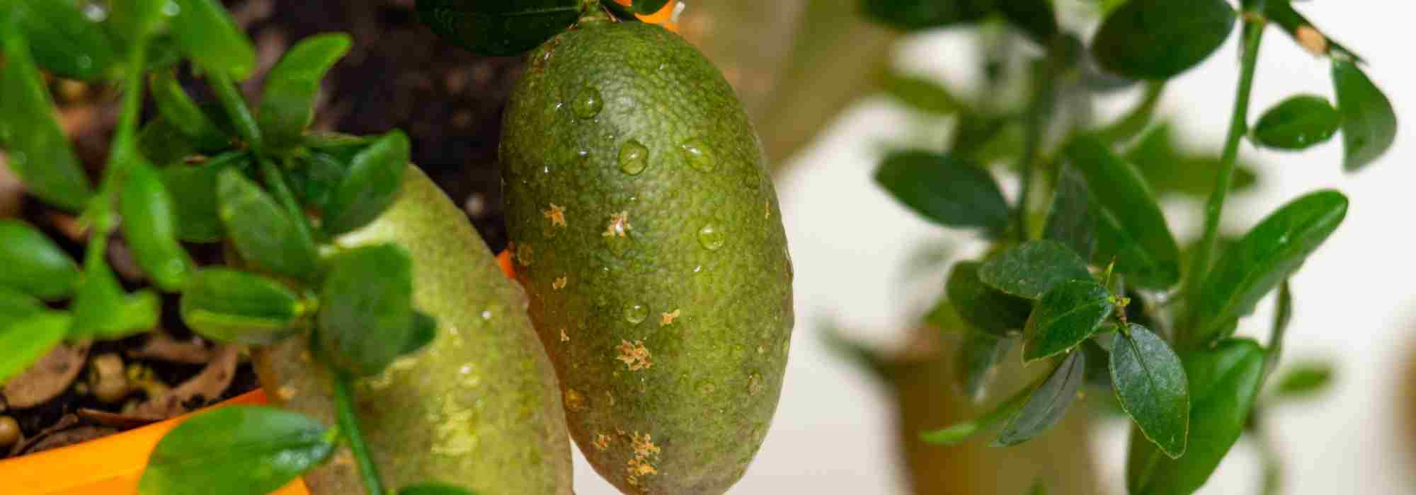 As doenças e pragas do limão-caviar