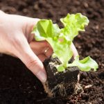 Quando e como transplantar as saladas e alfaces no jardim?