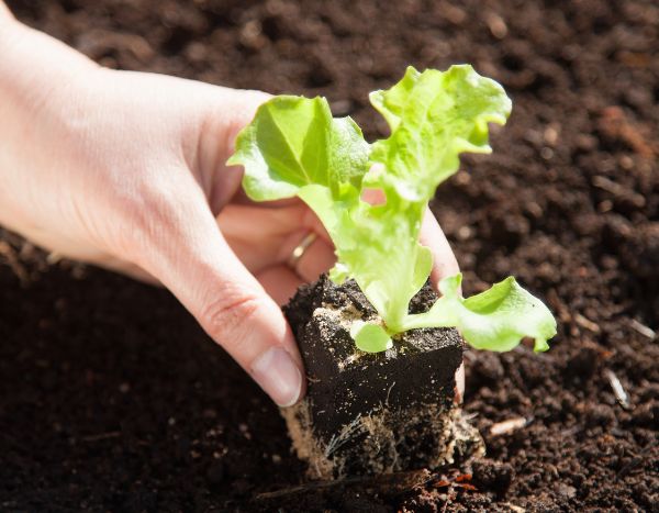Quando e como transplantar as saladas e alfaces no jardim?