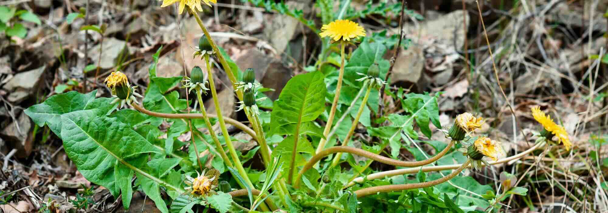 Os herbicidas ditos « naturais »: o que contêm realmente?