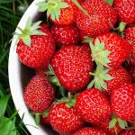 Como fertilizar naturalmente os seus morangueiros?