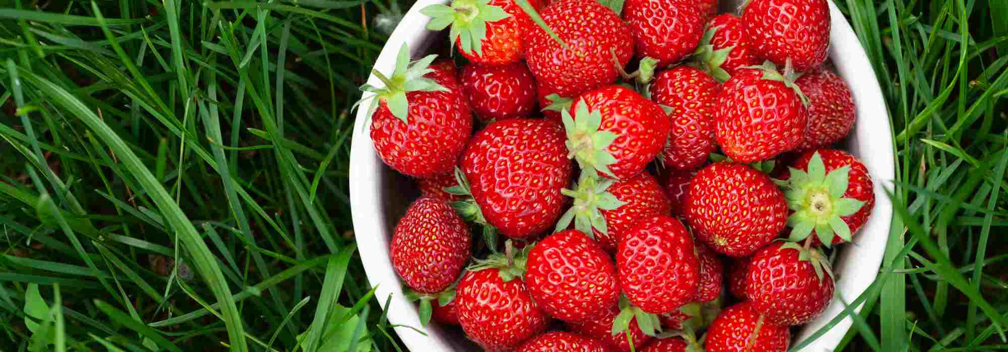 Como fertilizar naturalmente os seus morangueiros?