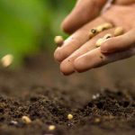 As minhas sementes não germinam: porquê? O que fazer?