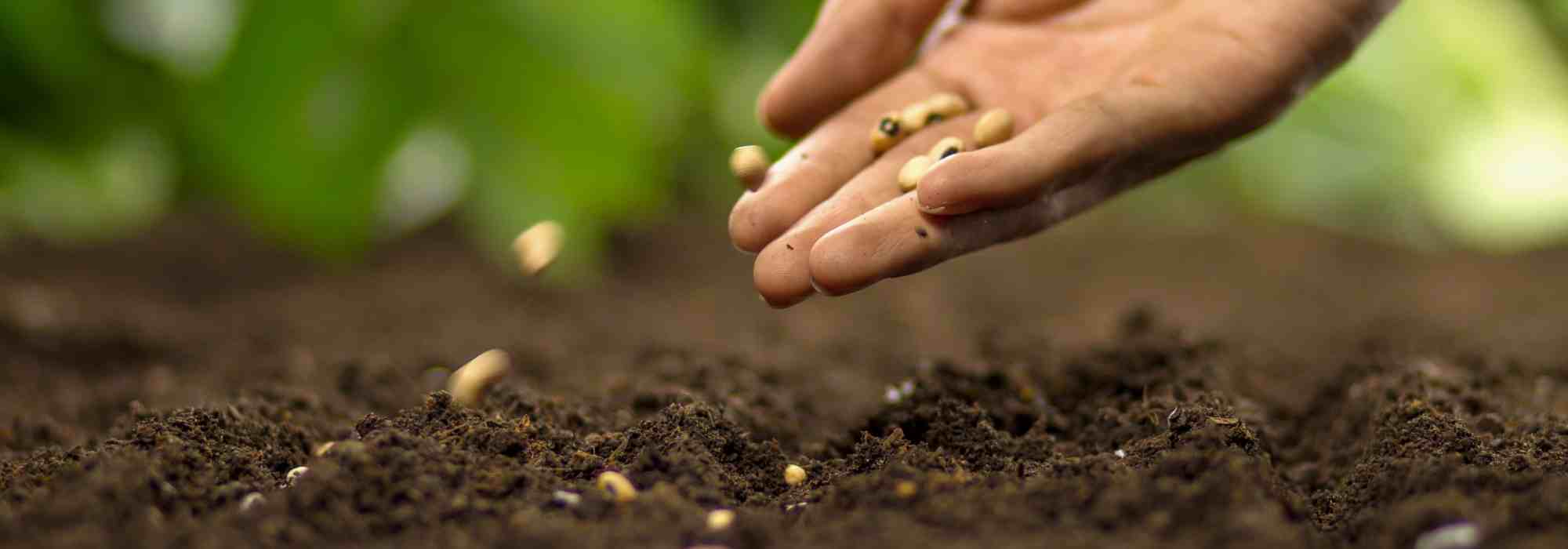 As minhas sementes não germinam: porquê? O que fazer?