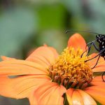 Biodiversidade: como criar refúgios para a natureza no jardim